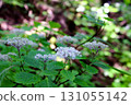 Hydrangea sieboldii (Mount Kushigata, Yamanashi Prefecture) 131055142