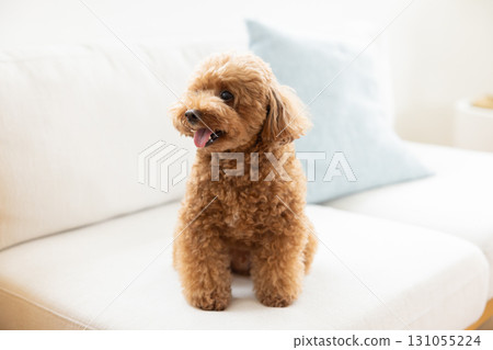 Toy poodle to relax on sofa 131055224