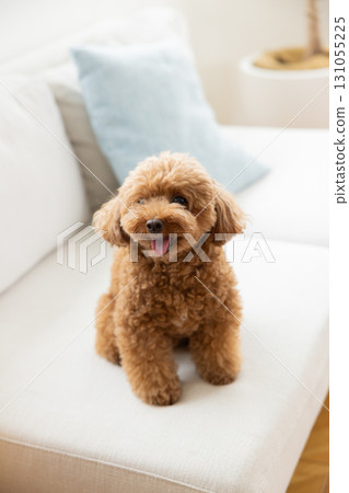 Toy poodle to relax on sofa 131055225