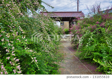三葉草季節的瑞源寺 131055610