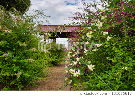 Zuigenji Temple in the Hagi season Zuigenji Temple in the Hagi season 131055612