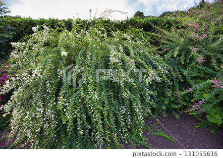 三葉草季節的瑞源寺 131055616
