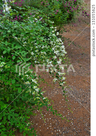 三葉草季節的瑞源寺 三葉草季節的瑞源寺 131055625