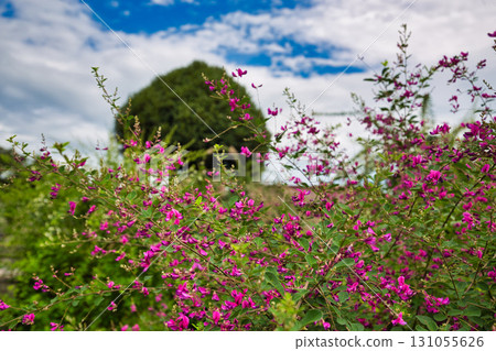 Zuigenji Temple in the Hagi season 131055626