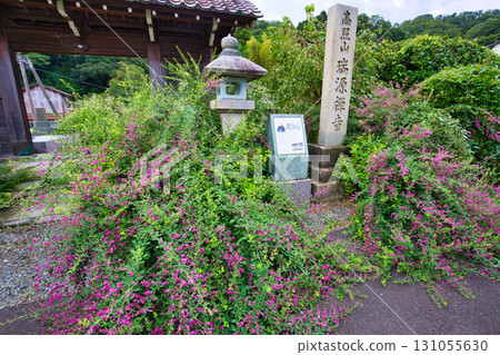 三葉草季節的瑞源寺 三葉草季節的瑞源寺 131055630