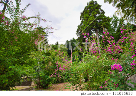 Zuigenji Temple in the Hagi season Zuigenji Temple in the Hagi season 131055633