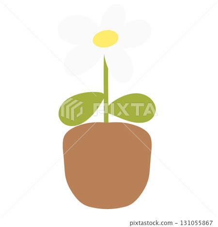 White daisy in a pot 131055867