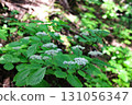 Hydrangea sieboldii (Mount Kushigata, Yamanashi Prefecture) 131056347