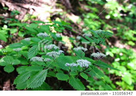 Hydrangea sieboldii (Mount Kushigata, Yamanashi Prefecture) Hydrangea sieboldii (Mount Kushigata, Yamanashi Prefecture) 131056347