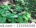 Hydrangea sieboldii (Mount Kushigata, Yamanashi Prefecture) 131056348