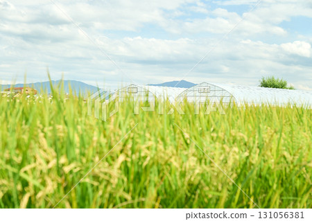 金黃的稻穗與白雲的天空形成鮮明對比。秋分前後，稻米開始變色的稻田景觀。 131056381