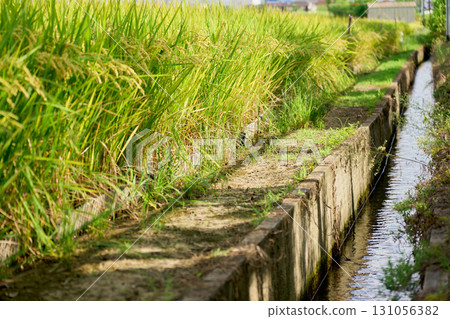 金色的稻穗和灌溉渠中流動的水。秋分時節，稻田開始變色。 131056382
