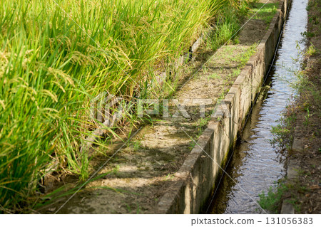Golden rice ears and flowing water in an irrigation channel. A view of rice fields beginning to change color around the autumn equinox. Golden rice ears and flowing water in an irrigation channel. A view of rice fields beginning to change color around the autumn equinox. 131056383
