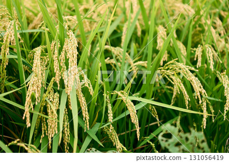 A close-up of golden rice ears. A rice field scene around the autumn equinox, when the rice is just starting to turn color. 131056419