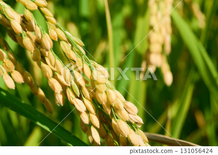 金黃稻穗的特寫。秋分前後稻米剛開始變色的稻田景象。 131056424