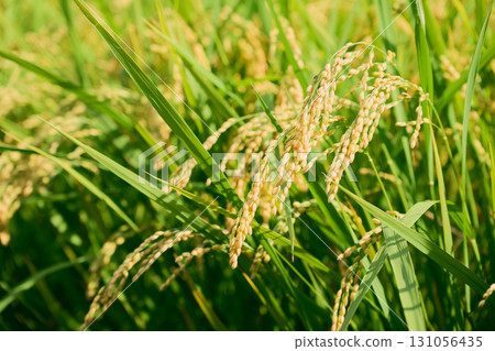 A close-up of golden rice ears. A rice field scene around the autumn equinox, when the rice is just starting to turn color. A close-up of golden rice ears. A rice field scene around the autumn equinox, when the rice is just starting to turn color. 131056435