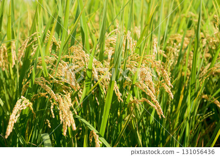 金黃稻穗的特寫。秋分前後稻米剛開始變色的稻田景象。 131056436
