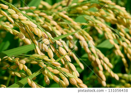 金黃稻穗的特寫。秋分前後稻米剛開始變色的稻田景象。 金黃稻穗的特寫。秋分前後稻米剛開始變色的稻田景象。 131056438