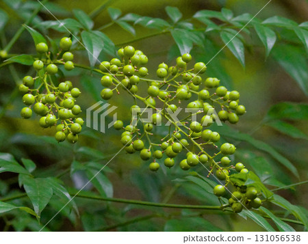 The young spherical fruit of Nandina, a species of the Berberidaceae family. The young spherical fruit of Nandina, a species of the Berberidaceae family. 131056538