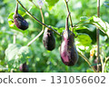 Eggplant in the field 131056602