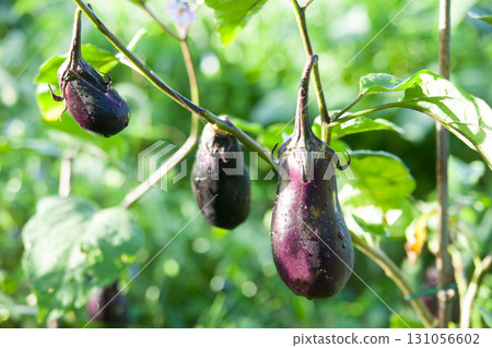 Eggplant in the field 131056602