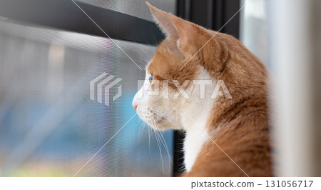 Cute cat looking out the window, brown tabby and white Cute cat looking out the window, brown tabby and white 131056717