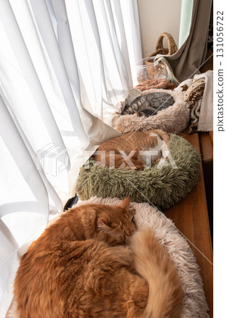 Three cats relaxing by the window Three cats relaxing by the window 131056722