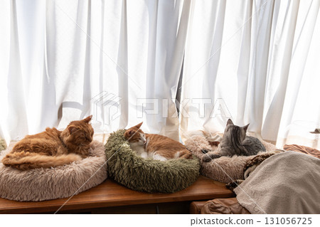 Three cats relaxing by the window 131056725