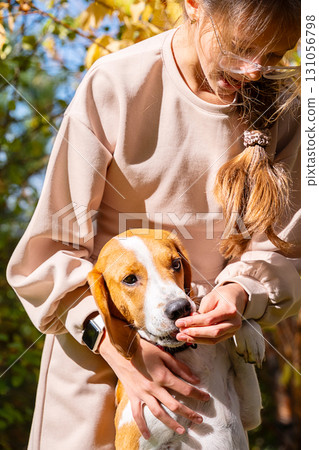 Young girl feeding adorable beagle dog outdoors on sunny day. 131056798