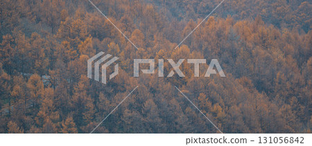 Autumn leaves of larch 131056842