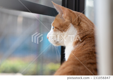 Cute cat looking out the window, brown tabby and white Cute cat looking out the window, brown tabby and white 131056847