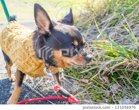 Dog walking 131056976