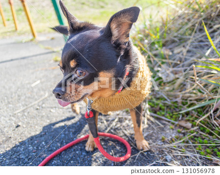Dog walking 131056978