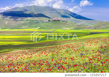 blooming fields in Castelluccio di Norcia -famous plateau in monti Sibilini, Italy 131057217