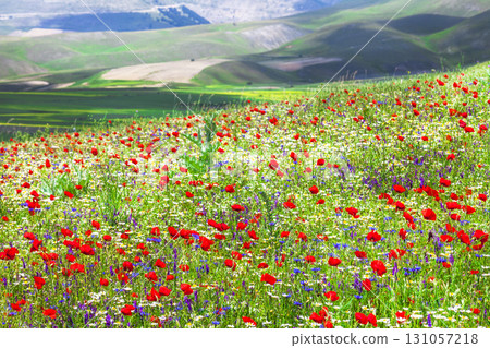 blooming fields in Castelluccio di Norcia -famous plateau in monti Sibilini, Italy 131057218