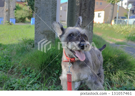 迷你雪納瑞在散步 131057461