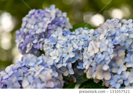 A close-up of hydrangeas blooming in Prefectural Gongendo Park, a famous hydrangea spot in Kokufu, Satte City, Saitama Prefecture. A close-up of hydrangeas blooming in Prefectural Gongendo Park, a famous hydrangea spot in Kokufu, Satte City, Saitama Prefecture. 131057521