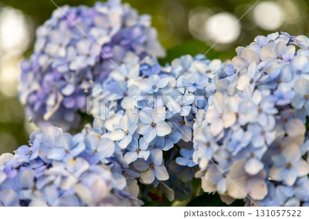 A close-up of hydrangeas blooming in Prefectural Gongendo Park, a famous hydrangea spot in Kokufu, Satte City, Saitama Prefecture. A close-up of hydrangeas blooming in Prefectural Gongendo Park, a famous hydrangea spot in Kokufu, Satte City, Saitama Prefecture. 131057522