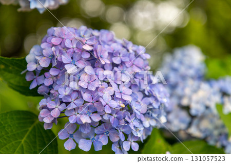 A close-up of hydrangeas blooming in Prefectural Gongendo Park, a famous hydrangea spot in Kokufu, Satte City, Saitama Prefecture. 131057523