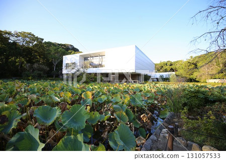 鎌倉鶴岡八幡宮源平池和鎌倉文化館 131057533