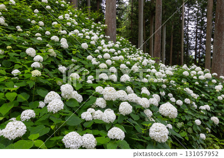 Michinoku Hydrangea Garden, Maikawa Harazawa, Ichinoseki City, Iwate Prefecture, a spectacular area for viewing white hydrangeas, Annabelle Michinoku Hydrangea Garden, Maikawa Harazawa, Ichinoseki City, Iwate Prefecture, a spectacular area for viewing white hydrangeas, Annabelle 131057952