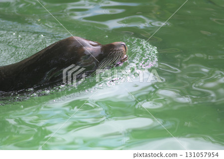 海獅在私人泳池享受夏末時光 131057954