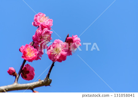 Blue sky and red plum blossoms 131058041