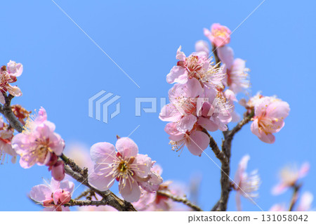 Blue sky and pale pink plum blossoms 131058042