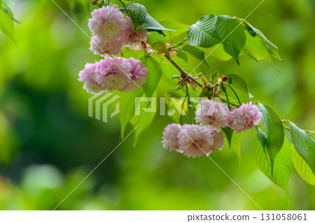 Kenorido Chrysanthemum Cherry Blossoms in full bloom 131058061