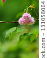 Fresh greenery and Kenorido Chrysanthemum Cherry Blossoms in full bloom 131058064