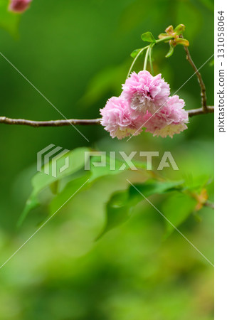 新綠與盛開的肯諾裡多菊花 新綠與盛開的肯諾裡多菊花 131058064