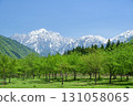 Mount Tsurugi and the fresh greenery of Iori cherry blossoms 131058065