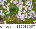 Yoshino cherry tree that began to fall 131058067