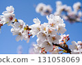 Cherry blossoms in full bloom at Joganjigawa Park 131058069